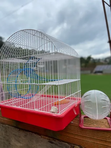 Gaiola e bola transparente Hamster