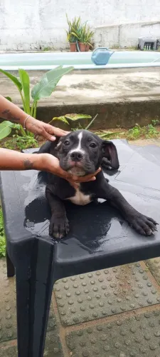 American Bully Pocket Filhote