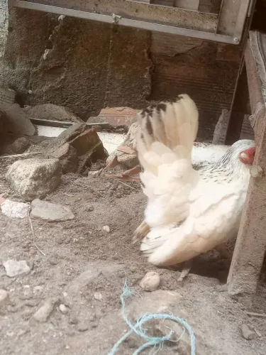 Galinha garnize