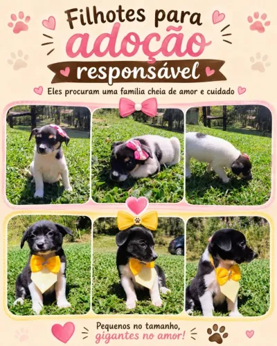 Filhotes para adoção