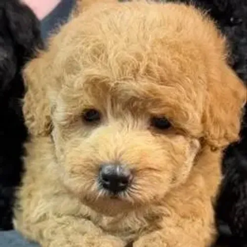 Poodle,Poodle Filhote Top Padrão da Raça