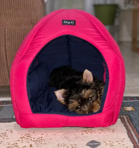 Cama, toca de cachorro.
