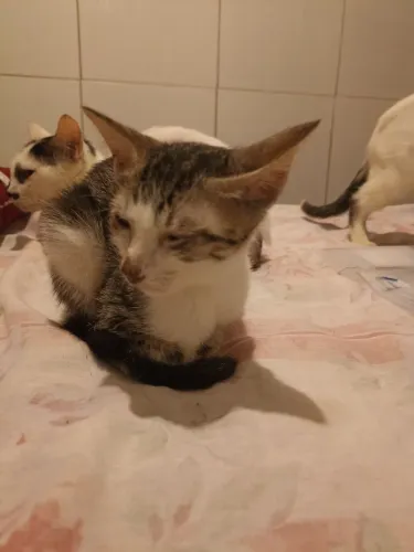 Doação de gato 