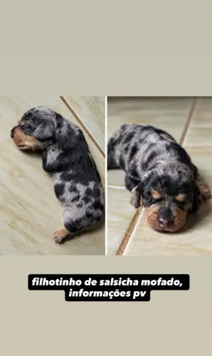 Vendo filhote de cachorro salsicha mofadinho