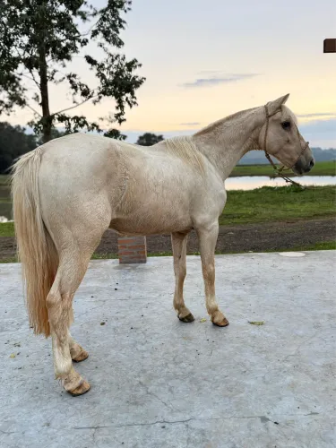 Cavalo Crioulo