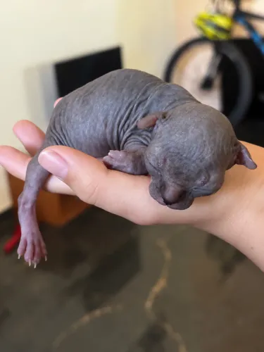 Gato Sphynx