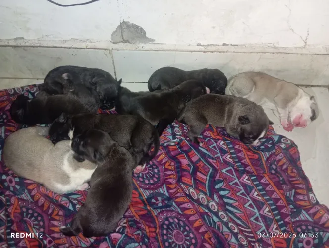 Pitbull staffordshire terrier puro
