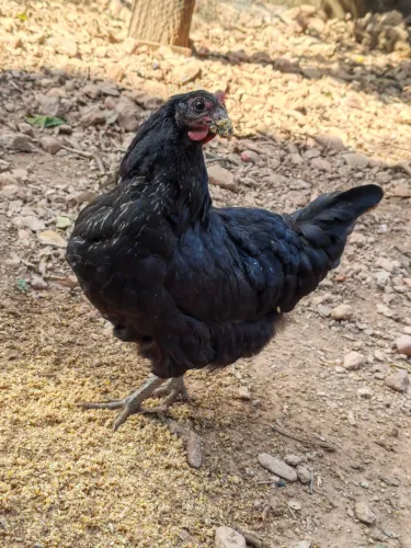 Galinhas/Frangos