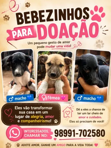 cachorros filhotes