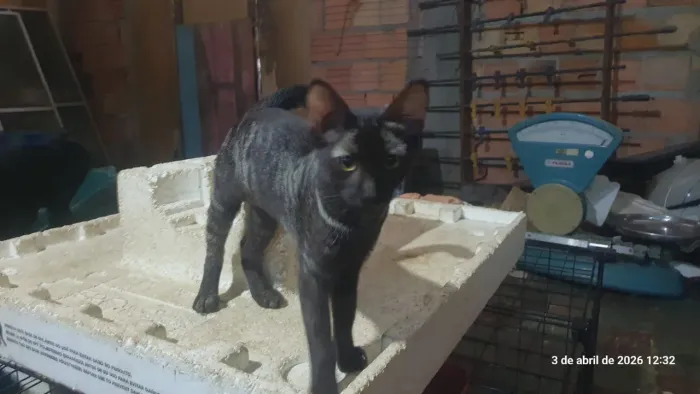 Gato para adoção 