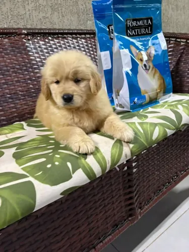 Golden Retriever pelagem longa