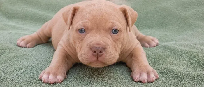 Pitmonster