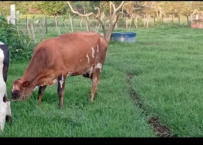 Vaca parida