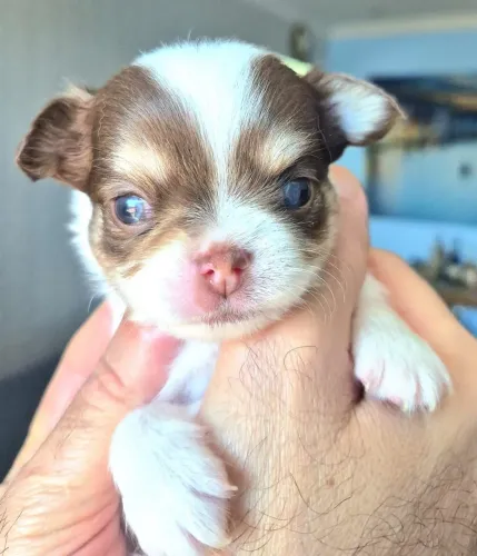 Chihuahuas pelo longo