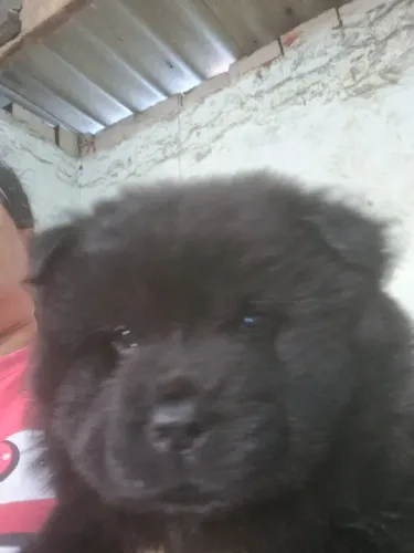Vendo ou troca