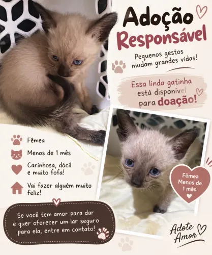DOAÇÃO RESPONSÁVEL- GATINHA FÊMEA