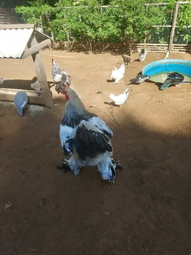 Bramas machos