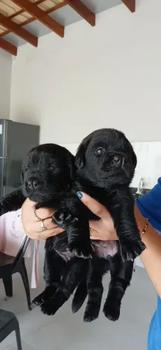 Vende filhotes de labrador 