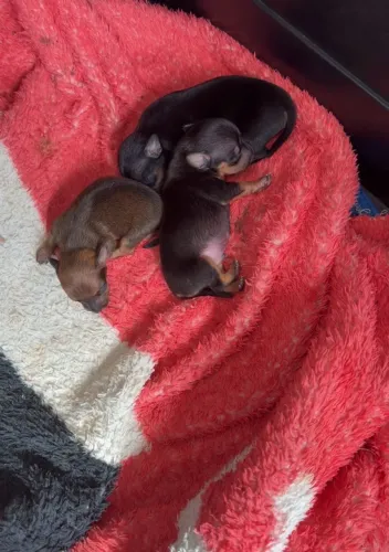 Pinscher