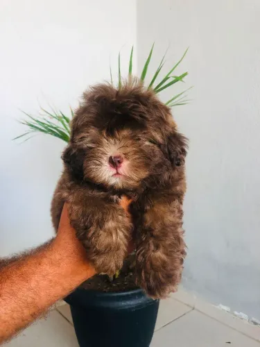 Vendo filhote de shytzu macho