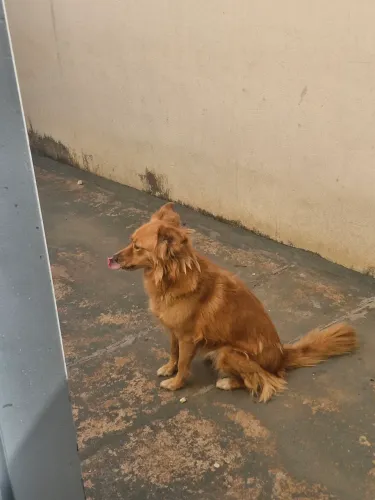 Cadela CASTRADA para doação
