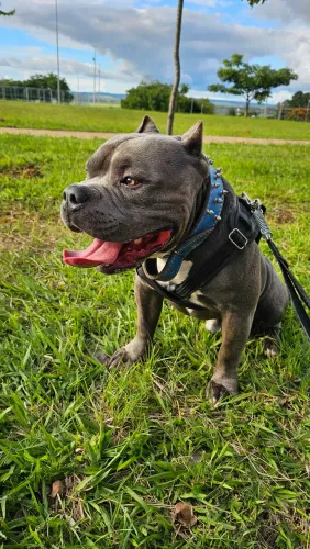 American Bully com pedigree para cobertura