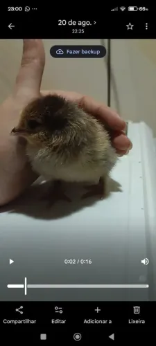 Vendo pintinhos Brahma vs cochim gigante pai e mãe no local