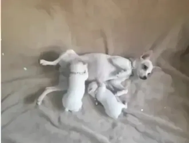 LINDOS E PEQUENOS Colecione momentos inesquecíveis ao lado de um novo melhor amigo. CHAMA 