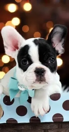 Bulldogue Francês - Um Filhote Que Se Destaca Naturalmente 