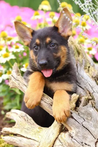 Filhotes de Pastor Alemão | Um cachorro repleto de encanto.