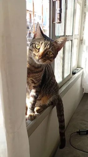 Doação de gatinho 