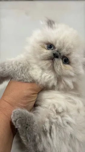Filhotes de gato persa