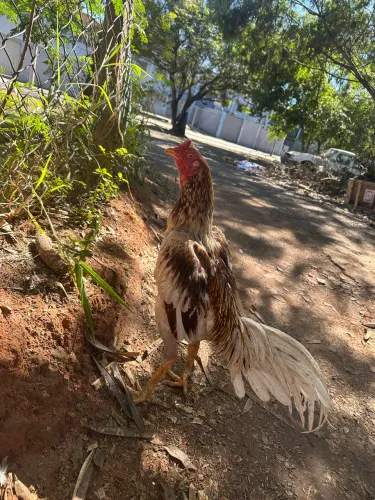Galo indio