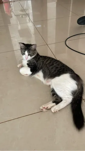 Doação de gato