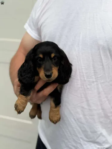 Dachshund Pelo longo | Preto e Canela 