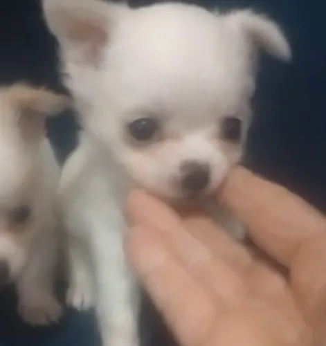 CHIUAUA pelo longo macho com pedigree 42 dias 