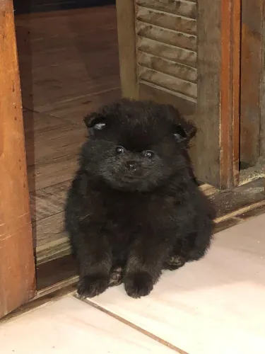 Spitz Alemão (LuLu)