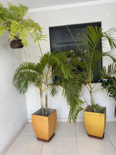 Vendo várias plantas