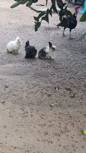 Coelhos mini laion