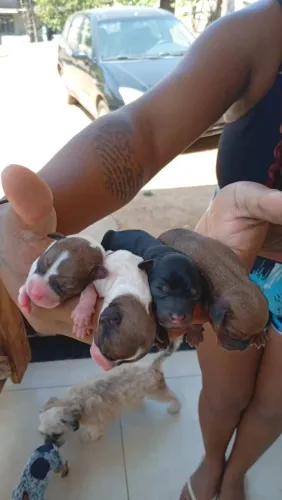 Pinscher macho a venda 