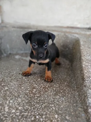 Pinscher 1