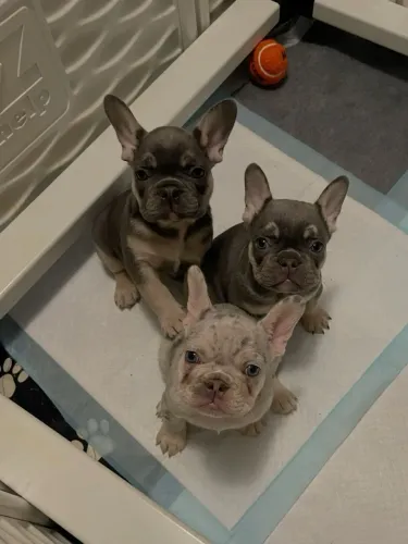 Doação de filhotes de bulldog francês