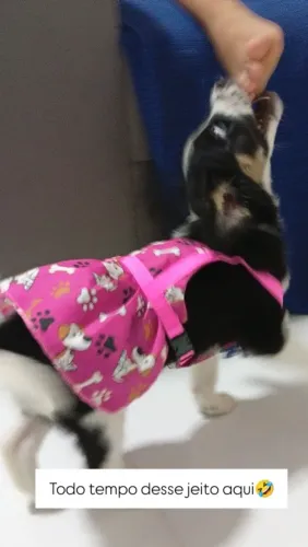 Doação de cachorrinha