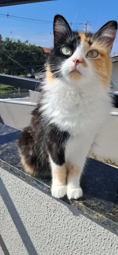 Gatinha para adoção