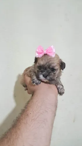Lhasa apso fêmea