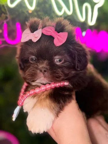 Shih tzu lindos chocolate !!!!