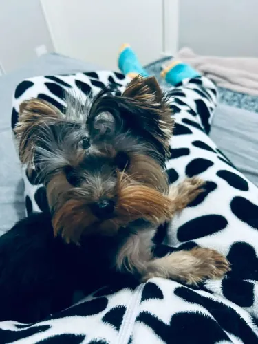 Yorkshire fêmea 7meses
