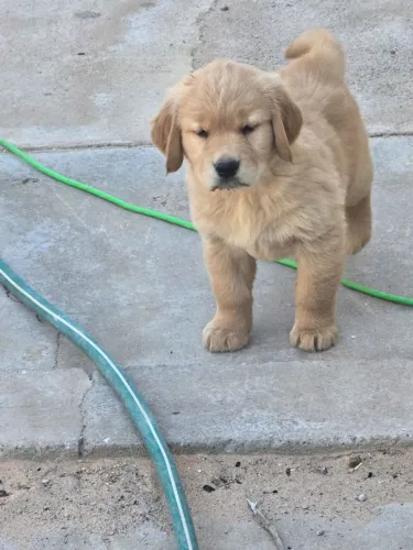 Filhotes de Golden Retriever | Um olhar cheio de simpatia.