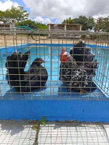 Ovos de galinha GSB e Nagasaki
