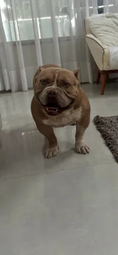 Procura-se uma american bully fêmea para cruzar 